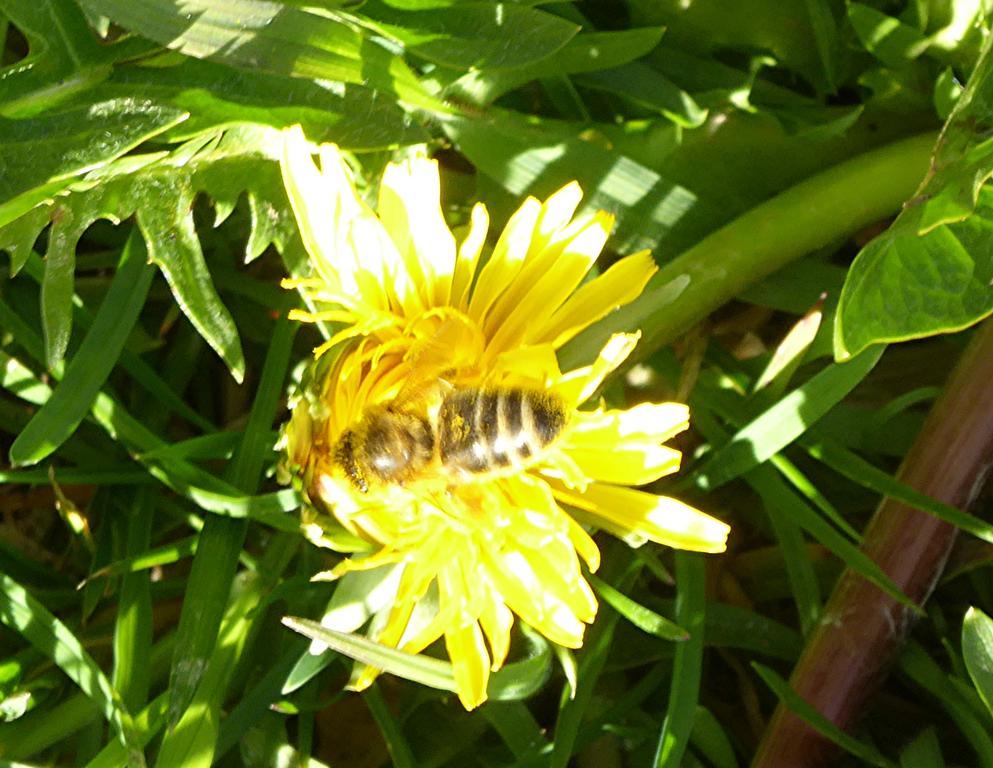 Chez Jean Et Daisy Bed & Breakfast Riehen Dış mekan fotoğraf