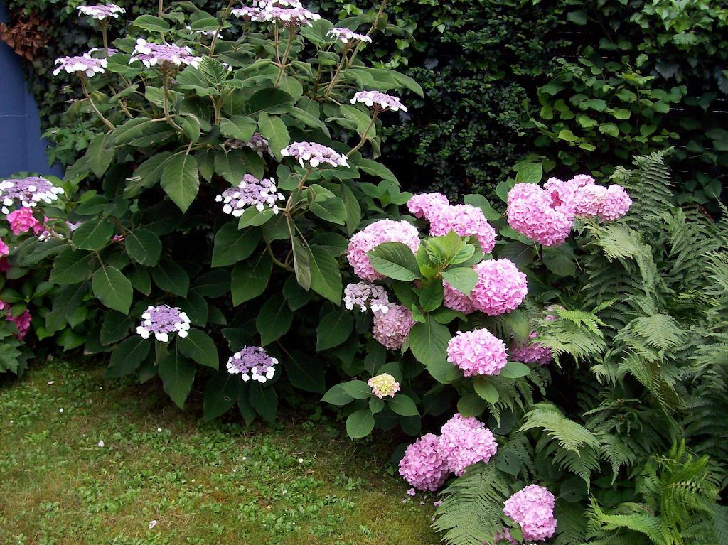 Chez Jean Et Daisy Bed & Breakfast Riehen Dış mekan fotoğraf